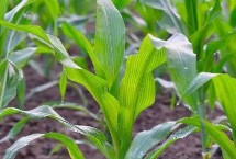 金苹果双色7号玉米栽培技术要点，4月中下旬播种