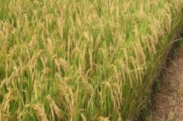 粳稻和籼稻有什么区别，其生育期为180天