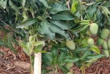 芒果在北方能否盆栽，开花期要提供充足的水分