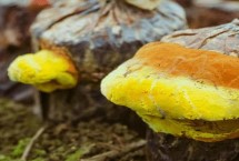 桑黄长在桑树上吗，发菌期间每天要通风半小时