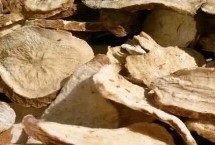 白术管理用什么农药，幼苗出土后要及时除草翻耕