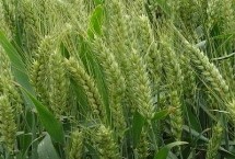 藁优5766小麦栽培技术要点，属偏冬性中熟品种