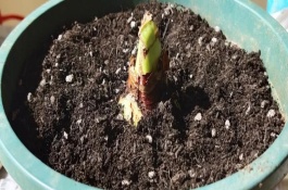 朱顶红11月份能栽盆里吗，可以但需确保环境温度在15℃以上