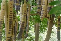 皂角树嫁接几年可以挂果，种子需用机械方式损伤种皮