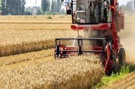 小麦收割的方式，可人工收割或使用联合收割机