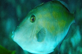 耗儿鱼的形态特征，其体型较扁且体色为蓝灰色