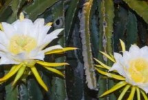 火龙果花能不能吃，未开放的花蕾可食用