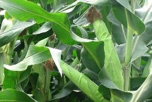 金粒1805玉米栽培技术要点，该品种株型较紧凑