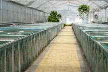 黄鳝怎么养殖，每隔5-7天要换1次水