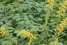 黄连种几年可以收获，一般为5至6年