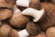 香菇和冬菇有什么区别，主产于河北、山东、浙江等省份