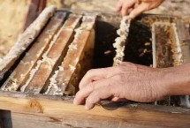 制作蜂箱的注意事项，一般可使用杉木、松木、桐木等木材作为材料