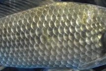 鱼有眼皮吗，但具有“泪膜”