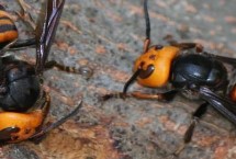 形态特征，是世界上体型最大的胡蜂