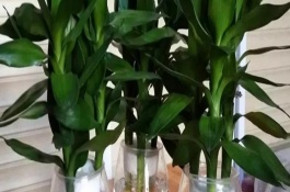 观音竹土培培养，使用的水越纯净越好