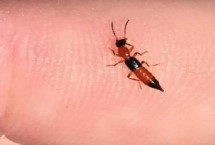 被隐翅虫咬了如何治疗，隐翅虫有毒但不会致死