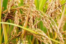 禾两优1560水稻栽培技术要点，每亩秧田播种量10～12千克