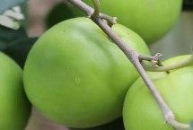 青枣的结果特性，是一种优良的热带、亚热带珍稀水果