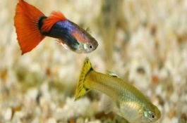 鱼产卵是什么季节，要及时进行隔离