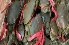 膏蟹和大闸蟹哪个更好吃，两个各有千秋