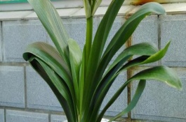 君子兰不能送人的原因，对环境的要求较高、随意赠送会造成麻烦