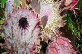 帝王花如何区分雌雄株，只能插在水中短时间养护