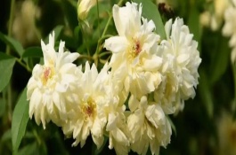 木香花的开放时间，是由于其耐寒性较差