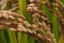 吉大288水稻栽培技术要点，生育期间注意及时防治稻瘟病