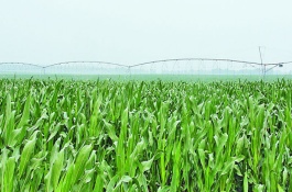 铁研358玉米栽培技术要点，中等肥力以上地块栽培