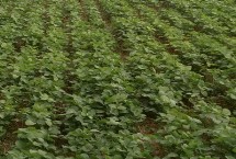 蒙科豆14大豆栽培技术要点，播种期4月下旬