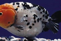 养兰寿用不用撒盐，缺氧时需补充氧气