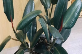 橡皮树养护注意事项，二者不是同一树种