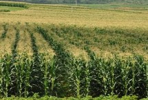 丹玉405号玉米栽培技术要点，春播生育期124天