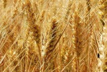 宁麦38小麦栽培技术要点，基本苗适期播种每亩15万左右