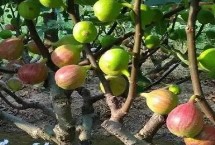 无花果冬季有哪些防寒措施，雨季及近熟期要做好水分工作