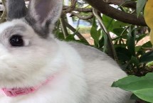 家养兔子的注意事项，兔舍需保持干净整洁