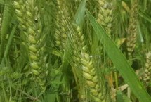 华麦299小麦栽培技术要点,每亩18-20万基本苗