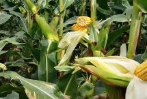 盘玉7号玉米栽培技术要点，中抗茎腐病