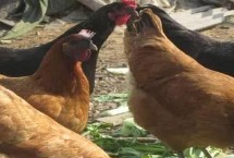 绿壳蛋鸡吃什么饲料，是我国具有一定特色的鸡品种