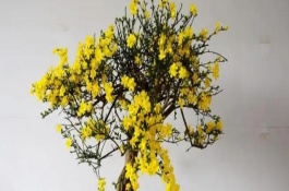 迎春花的养殖注意事项，适宜生长在10-25℃左右的环境