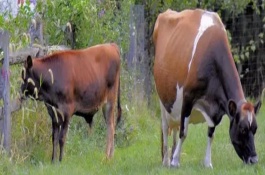 羊血不凝固有什么办法吗，羊的采血部位可以在颈静脉