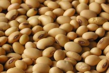 农大豆9号大豆栽培技术要点，生育期107天左右