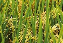 沪旱1512水稻栽培技术要点，全生育期125.7天