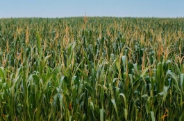 豫禾801玉米品种基本信息，适时足墒播种