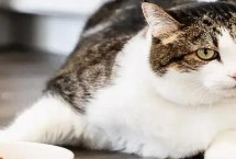 猫咪万万不能吃的东西，可以尝试着调整饮食结构