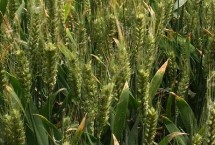 安科1701小麦栽培技术要点，适宜播期10月上中旬