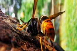 牛角蜂最怕什么味道，牛角蜂是不折不扣的益虫