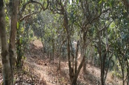 茶树可以移植盆里吗，适宜在春秋两季进行