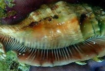 凤凰螺的繁殖方式，主要分布在日本奄美岛以南等地方