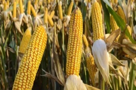 易金777玉米栽培技术要点，中抗锈病